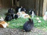 Kaninchen und Meerschweinchen